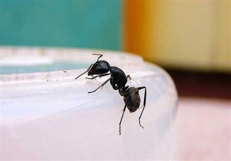 身強身弱查詢 家裡出現大螞蟻
